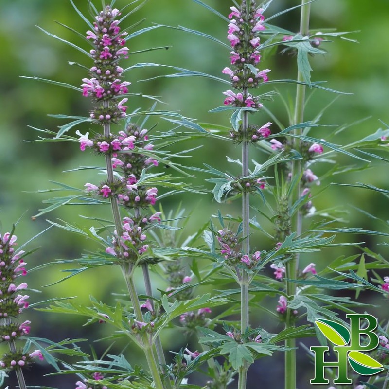 Herb To Body Motherwort Herb Powder | Leonurus Cardiaca |