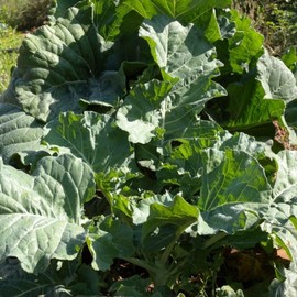 Earthcare Seeds Collard Greens Georgia Southern 3000 Seeds/9 Grams