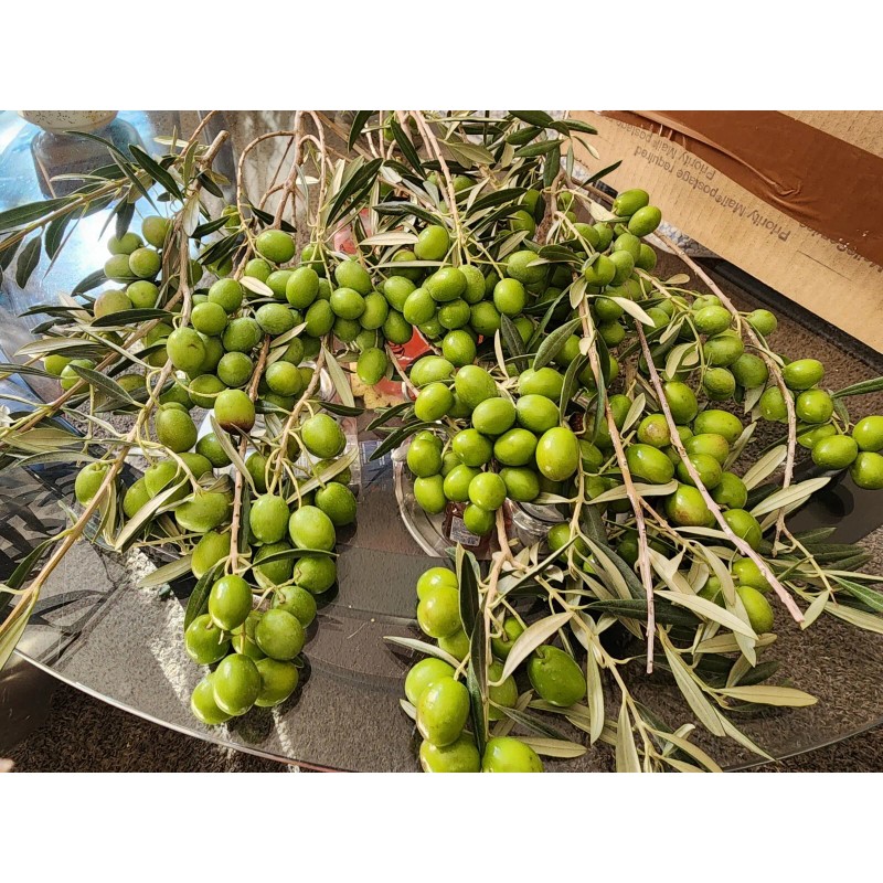 Trust in God forms OLIVE TREE SEEDS GREEK - OLEA