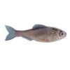 Panorama - Live Minnow - Size: 2.0" - (8/pk)