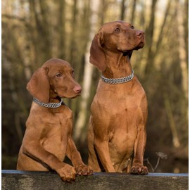 Metal Martingale Collar - Dog Chain Collar, Chain Slip Collar, Anti Chew, Chew Proof, Double Link for Small Medium Large Dogs (Silver, Small(Suit for Neck 12-14.5''))