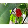 Carolina 15+ Carolina Reaper Organic Premium Seeds- Non GMO