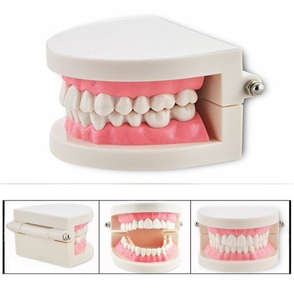 Cisixin Dentist Teeth Demonstration Gums Standard Model Teaching Model