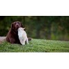 PET SUPPLEMENTS Vitamins for Dogs Joints - Ultra Vitamins for