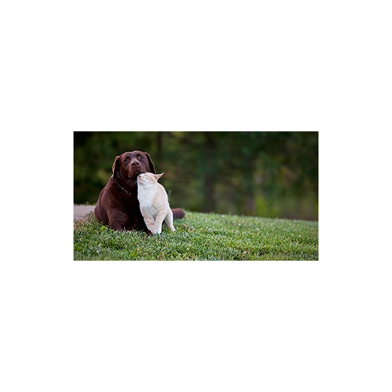 PET SUPPLEMENTS Vitamins for Dogs Joints - Ultra Vitamins for