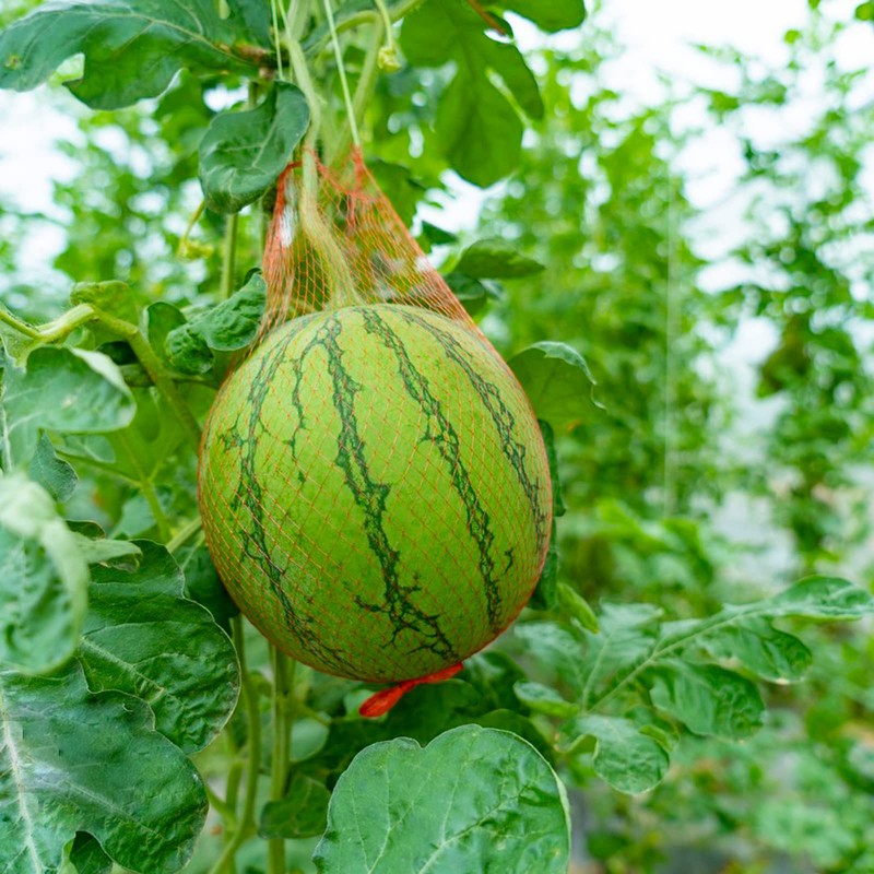 80 Pack Watermelon Nets, 20 Inches Reusable Cantaloupes Mesh Net