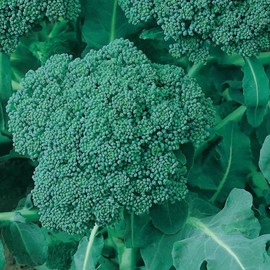 Palm Beach Medicinal Herbs - Green Sprouting De Cicco Broccoli (Brassica oleracea) - Packet of 50 Seeds