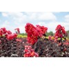 Black Diamond Best RED Crape Myrtle - Size: 3 Gallon,
