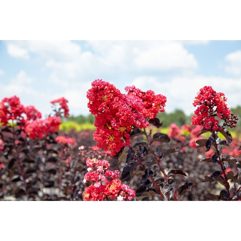 Black Diamond Best RED Crape Myrtle - Size: 3 Gallon,