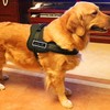 No-Pull Padded Adjustable Dog Training Walking Harness Vest, Black, Large