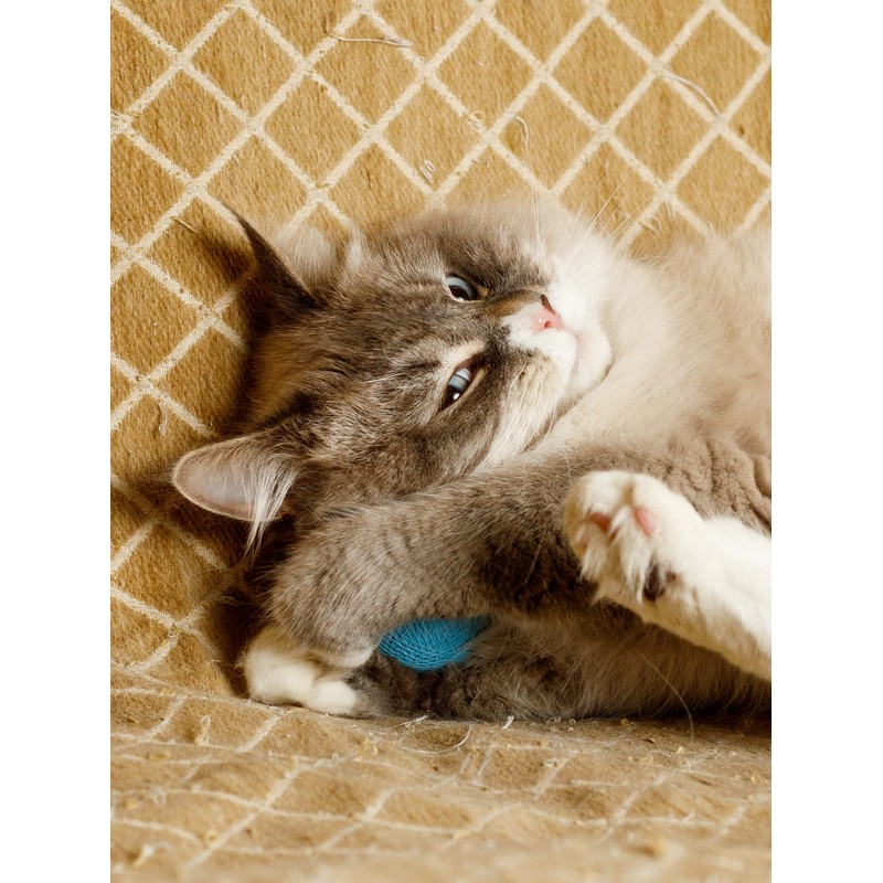 CattyMan Cat Cat Ball Play Karafuru