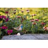 WILDLIFEGARDEN Wildlife Garden WG433 DecoBird Bluethroat - Hand Carved Decorative