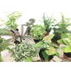 Mini Terrarium Plants (2 Plants) Fairy Garden Plants (Assorted Varieties)