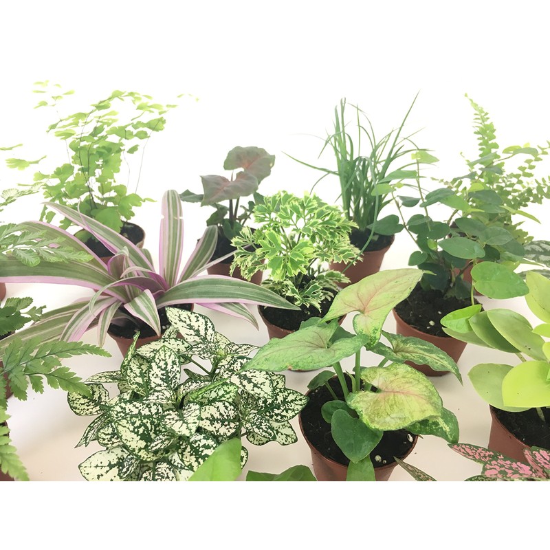 Mini Terrarium Plants (2 Plants) Fairy Garden Plants (Assorted Varieties)