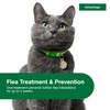 Advantage Topical Cat Flea Treatment and Prevention for Large Cats