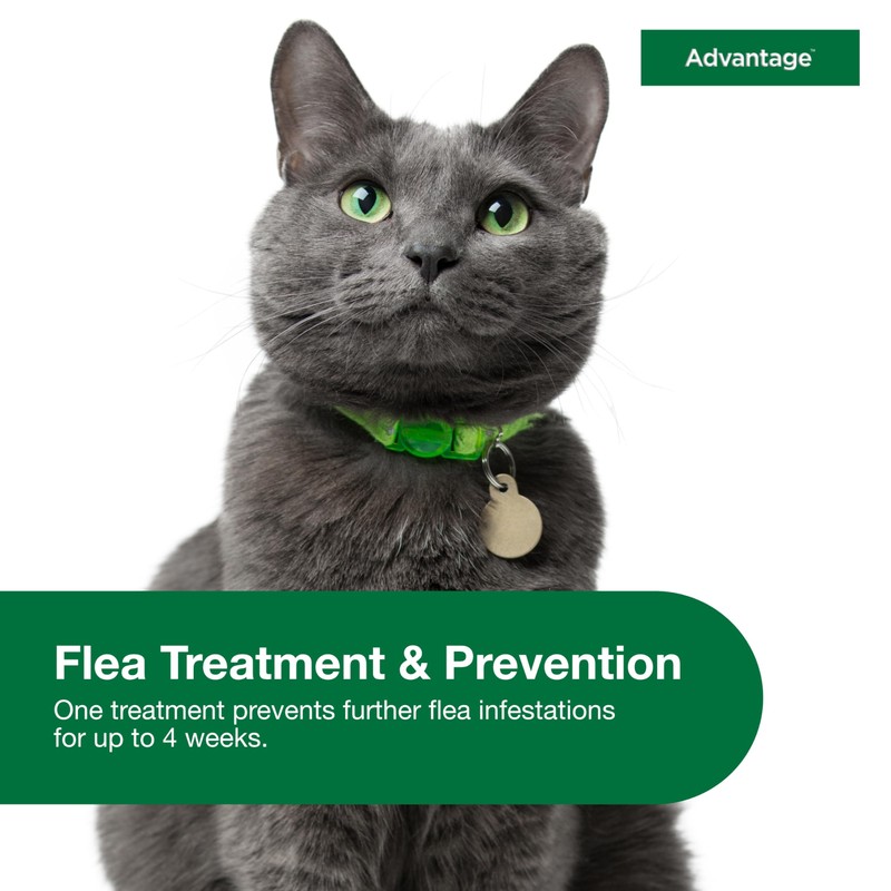 Advantage Topical Cat Flea Treatment and Prevention for Large Cats