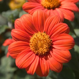 Southeast Seeds Mexican Sunflower Seeds, Orange, Tithonia, Attract Butterflies, Daisy-Like Bloom - 150 Seeds