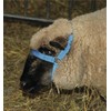 Head Collar for Sheep Red Polypropylene 20 mm