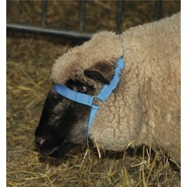 Head Collar for Sheep Red Polypropylene 20 mm