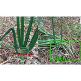 Fresh Pick Unit]Perennial Onions Egyptian Walking Garlic Chives Bulbs Starts - Bulb (12 Count)