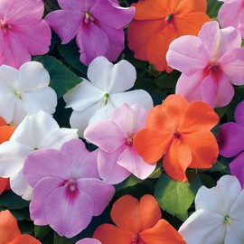 Outsidepride 75 Seeds Impatiens Xtreme Pastel Shade Garden Flower Seed Mix for Planting