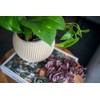 Capi Europe - Bowl Ball Groove Colours - 12x10 -
