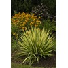 Yucca filamentosa 'Color Guard' (Yucca) Shrub, #2 - Size Container