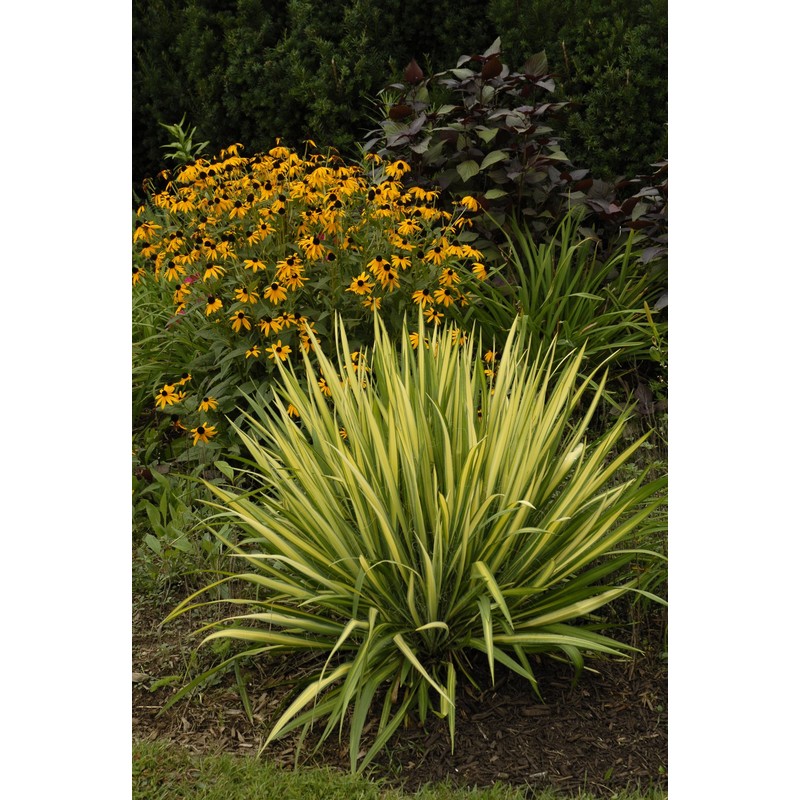 Yucca filamentosa 'Color Guard' (Yucca) Shrub, #2 - Size Container