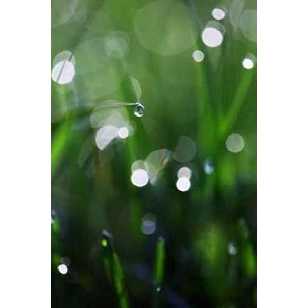 Posterazzi Dew Drops V Poster Print by Leesa White, (12