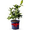 Key Lime Trees Indoor Plants Outdoor - Limes Citrus Tree