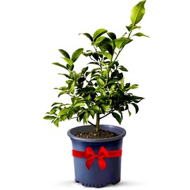 Key Lime Trees Indoor Plants Outdoor - Limes Citrus Tree Patio, Live Outdoor Tree Cannot Ship: CA/AZ/TX/LA – Potted Key Lime Plant, Indoor Fruit Trees Live Plants by Via Citrus