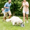 Pelota De Fútbol Para Perros Con Correas Juguete Interactiva Futbol