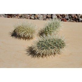 Teddy Bear Cholla pups cuttings Cylindropuntia bigelovii