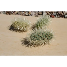 Teddy Bear Cholla pups cuttings Cylindropuntia bigelovii