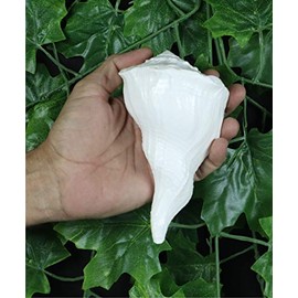 ASHIRWAD Dakshinavarti Original Shankh Valampuri Sangu Lakshmi Shankh Conch Shell (14 cm)