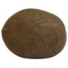 OM SHRI OM Dry Whole Coconut for Puja Indian Religious