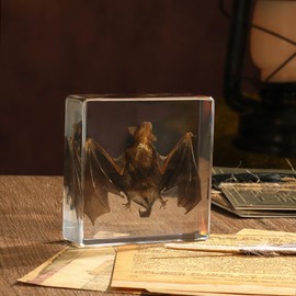 Pokiphip Taxidermy Bat, Real Bat Specimens Animal Specimen in Resin for Science Classroom Science Education, Great Gift for Fans of Taxidermy, Animal Skull, Oddities, Biology(3 x 3 x 1 inch)