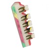 Dental Teeth Model Ceramic Clear Structure Oral Care Educational Periodontal