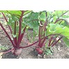 New Zealand Beets 2.2 lbs (1 kg) (8.8 oz (250