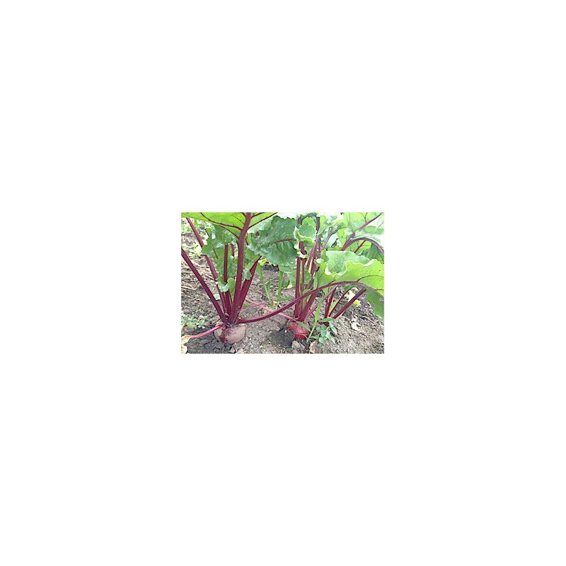 New Zealand Beets 2.2 lbs (1 kg) (8.8 oz (250