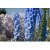 TomorrowSeeds Light Blue Rocket Larkspur Seeds | Delphinium Consolida Ajacis