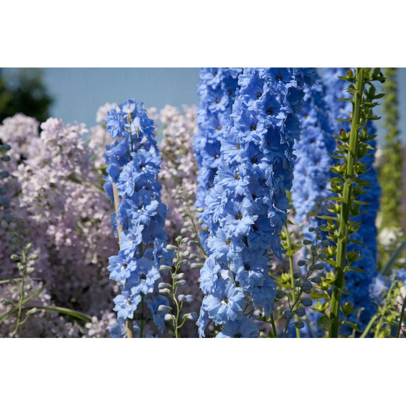 TomorrowSeeds Light Blue Rocket Larkspur Seeds | Delphinium Consolida Ajacis