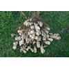 Three Sunchokes - Organic EARLY Dwarf Sunray Variety Jerusalem Artichoke