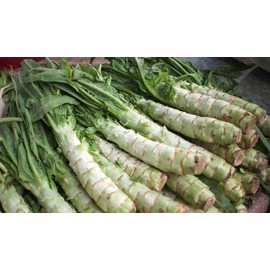 NIKA SEEDS - Vegetable Asparagus Lettuce Leaf Heirloom for Salads - 1000 Seeds