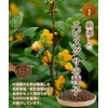 Tea no Daifukuen Hub Tea Made in Japan, Habu-cha Tea
