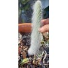 Cactus Hairy Rodger Cactus Rooted plant Engelmanni car beoskowitzii Snow