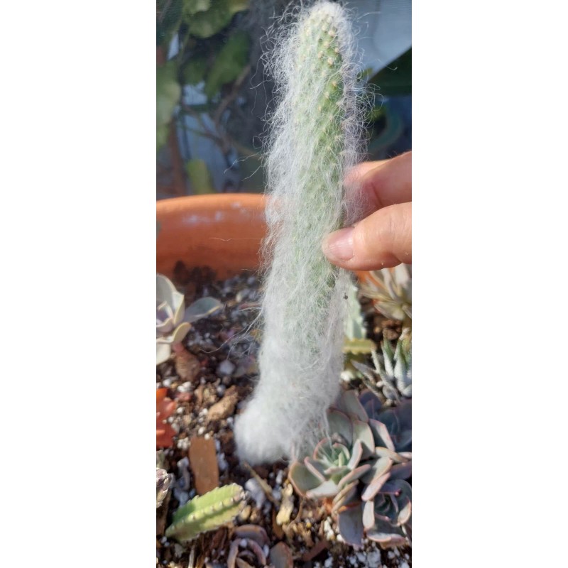 Cactus Hairy Rodger Cactus Rooted plant Engelmanni car beoskowitzii Snow