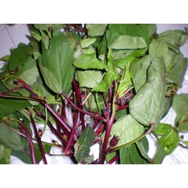 Indian Sorrel Seeds for Planting, Fast Germination & High Yield, Hardy & Nutrient-Rich, Ideal for Home Garden, Pots & Outdoor Growing, Easy to Cultivate & Low Maintenance, Thrives in All Climates