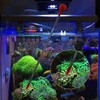 MagTool Aquatic Reef Tank Coral Tube Feeder with Detachable Acrylic