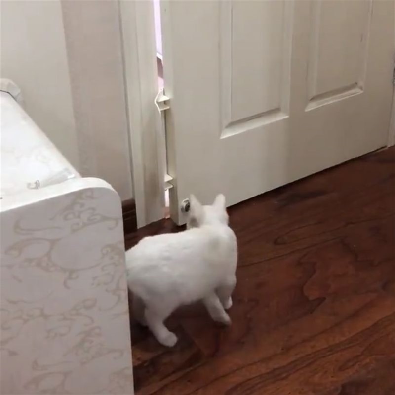 Pet Door Stopper Adjustable Door Strap Pet Gates Cat Door